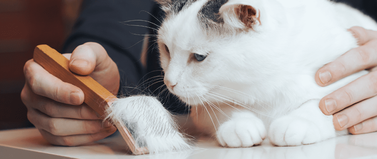 mue du chat